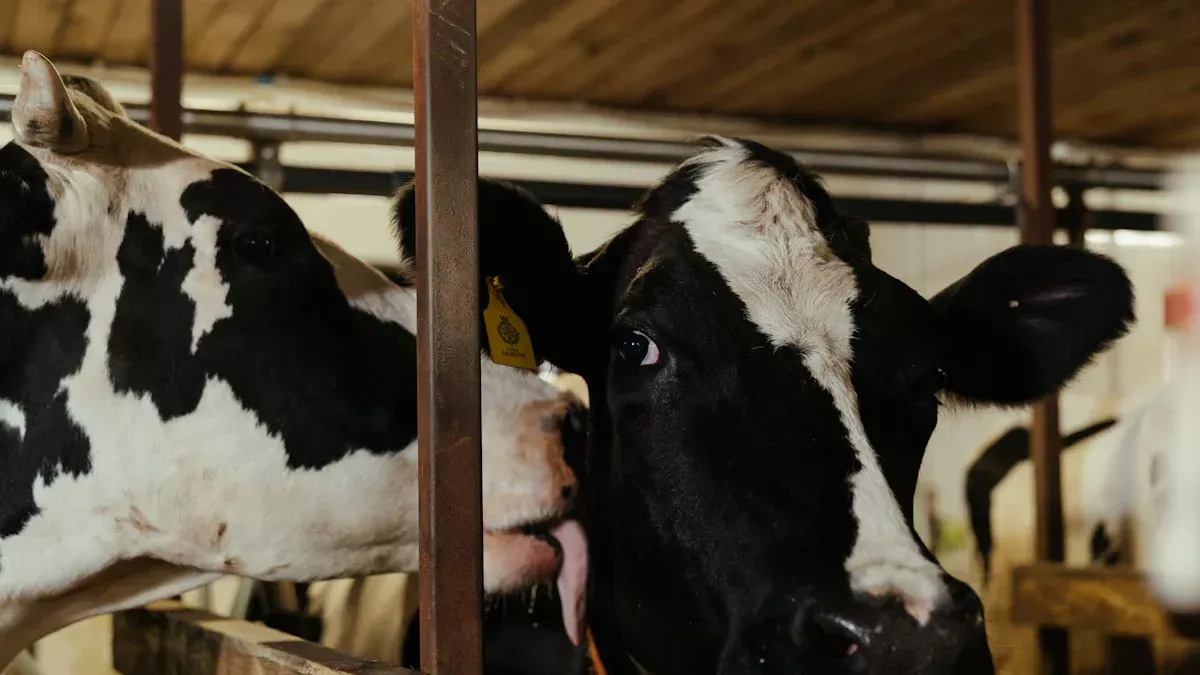 Ba giai đoạn sản xuất sữa là gì?